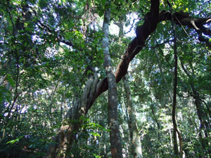 Giant 200 to 300 years 
            old Pus Wela or 'Entada pusaetha' liana in the UdawattaKele forest